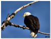 Bald Eagle by Barry Vreyens