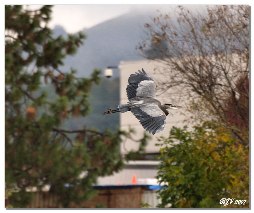 Blue Heron (2)