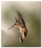 Humming Bird by Barry Vreyens