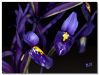 Wild Iris by Barry Vreyens