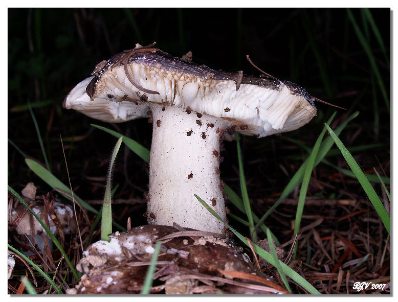 Edible Mushroom??