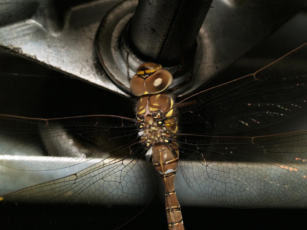 dragonfly in my garage