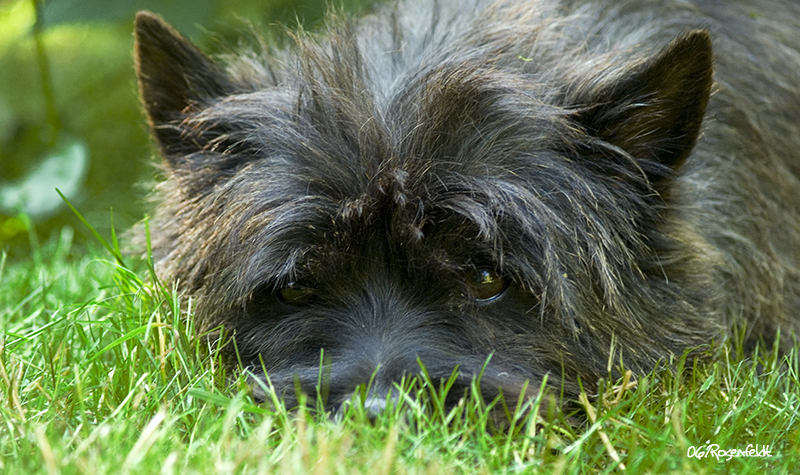 Hardie another cairn