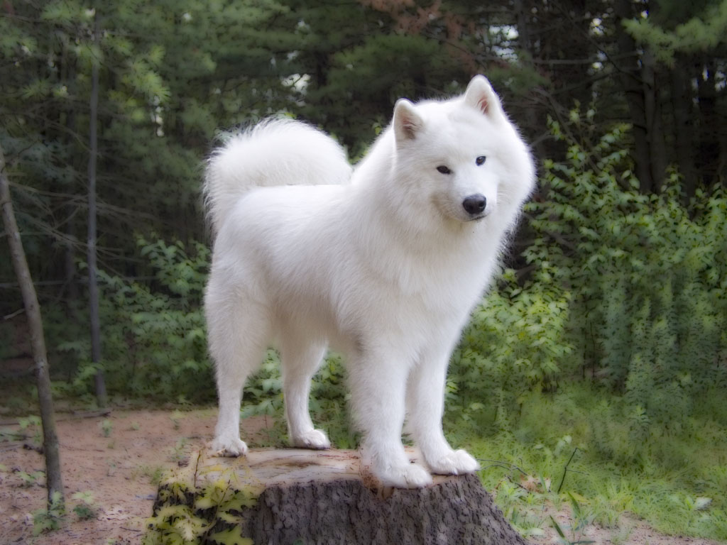 Loki on Tree Stump