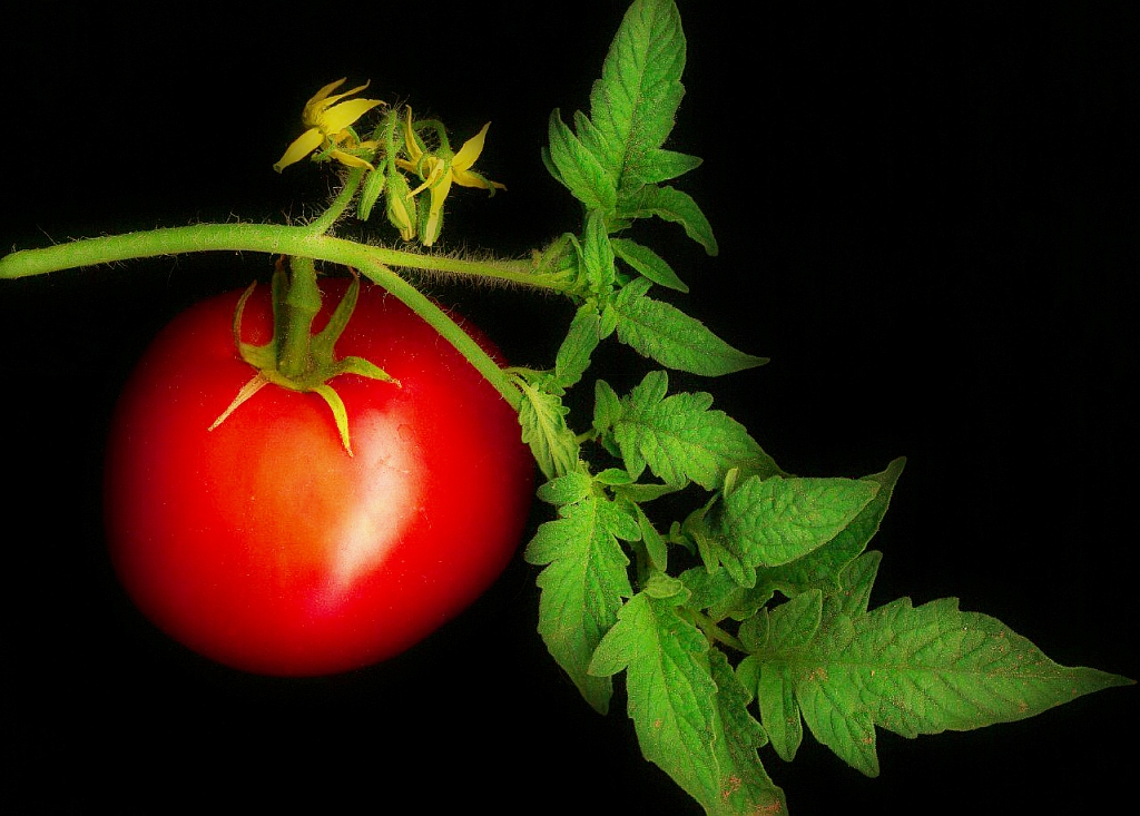 Just a tomato