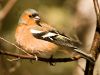 Chaffinch (3)