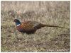 Pheasant (2)