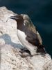 Guillemot