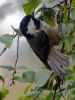 Coal Tit by Peter French