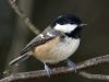 Coal Tit 3