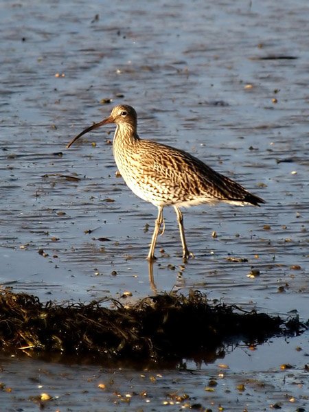 Curlew 2