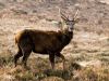 Monarch of the Glen