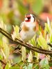 Goldfinch