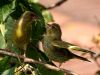 Mother and Baby Greenfinch