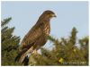 Buzzard