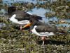 Oystercatchers