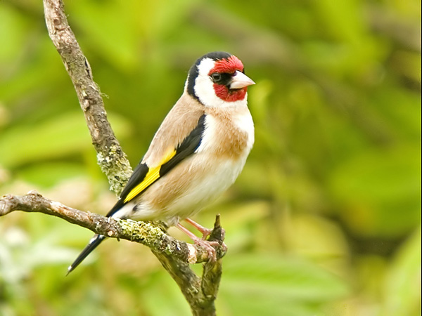 Goldfinch (2)