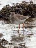 Redshank