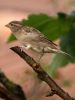 House Sparrow