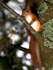 Red Squirrel