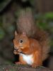 Red Squirrel 2