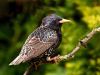 Starling