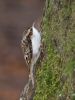 Treecreeper