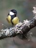 Great Tit (2)