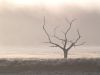 Misty Tree by barry cross