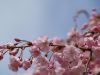Cherry Blossom, DC (2) by Suticha M