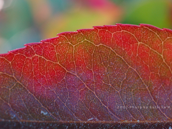 The Red Leaf