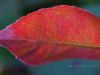 The Red Leaf (3) by Suticha M