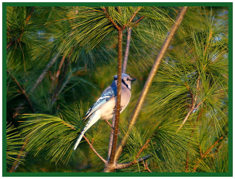 Bird4(Blue Jay)