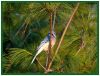 Bird4(Blue Jay) by syed noman