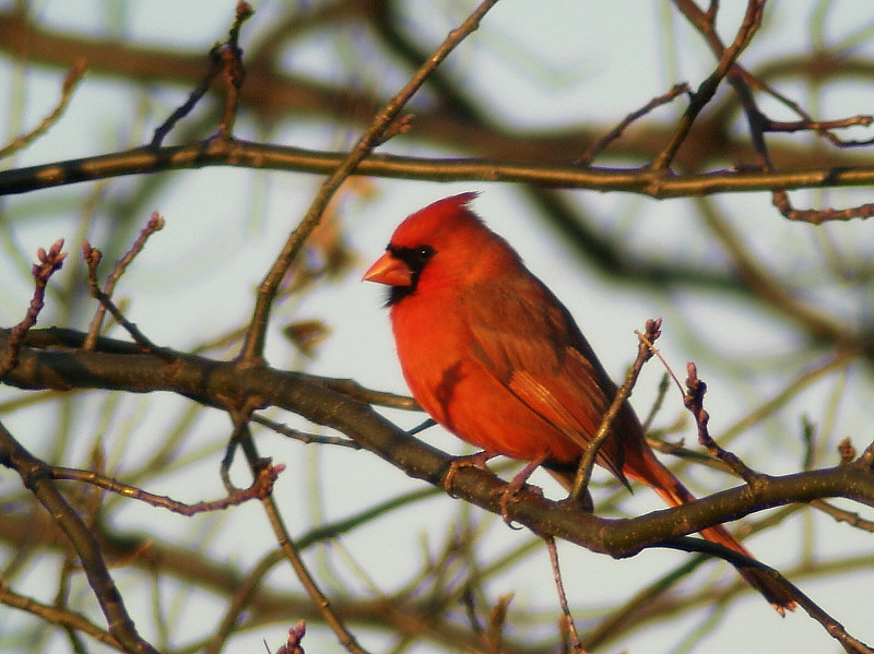 Bird10(Cardinal1)