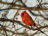 Bird10(Cardinal1) by syed noman