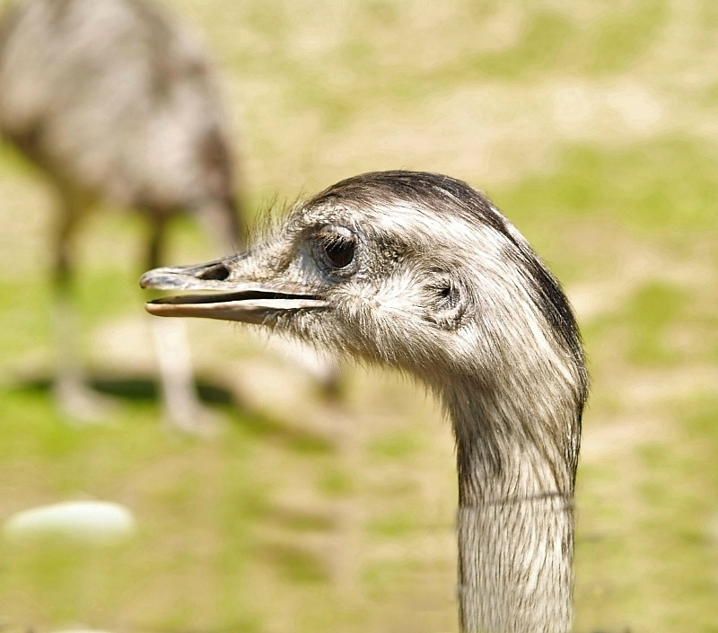 Ostrich2