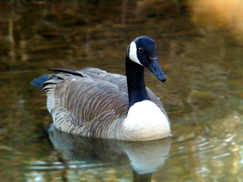 Canadian Goose1