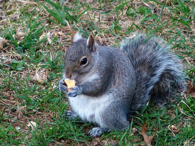 Squirrel2(I am Hungry)