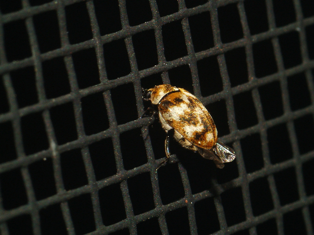 Insect 2(4mm)