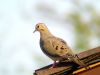 Bird6(Mourning Dove 2) by syed noman