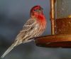 Bird8(House Finch1) by syed noman