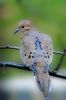 Bird15(Mourning Dove 4) by syed noman