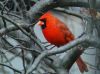 Cardinal by syed noman