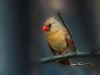 Cardinal2 by syed noman