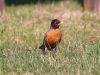 American Robin by syed noman