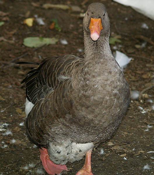 Goose1