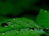 Wet Leaf by syed noman