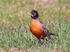 American Robin2 by syed noman