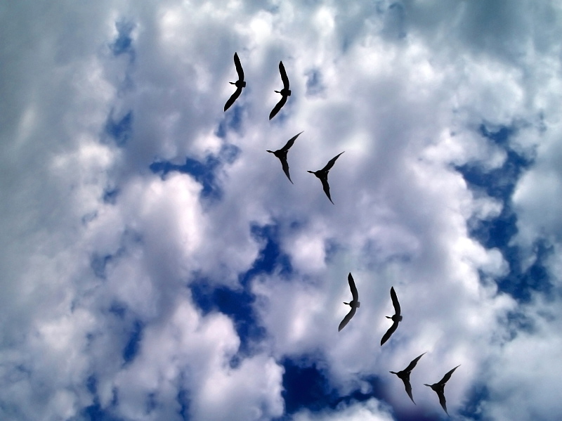 Birds in the Sky